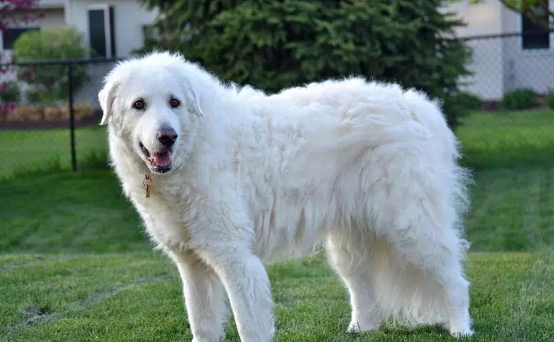 Le Kuvasz