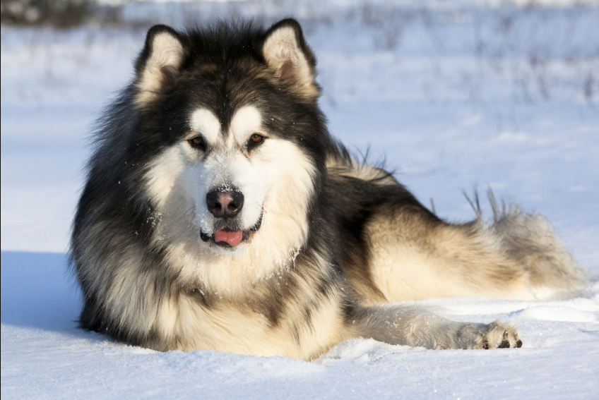 Le Malamute d’Alaska