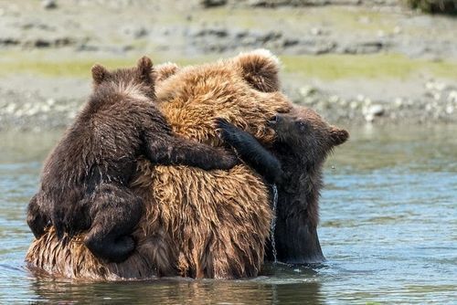 maman et deux oursons terrible