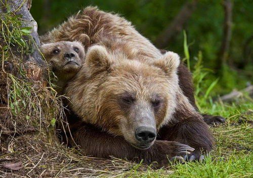 maman et deux oursons petits risquée