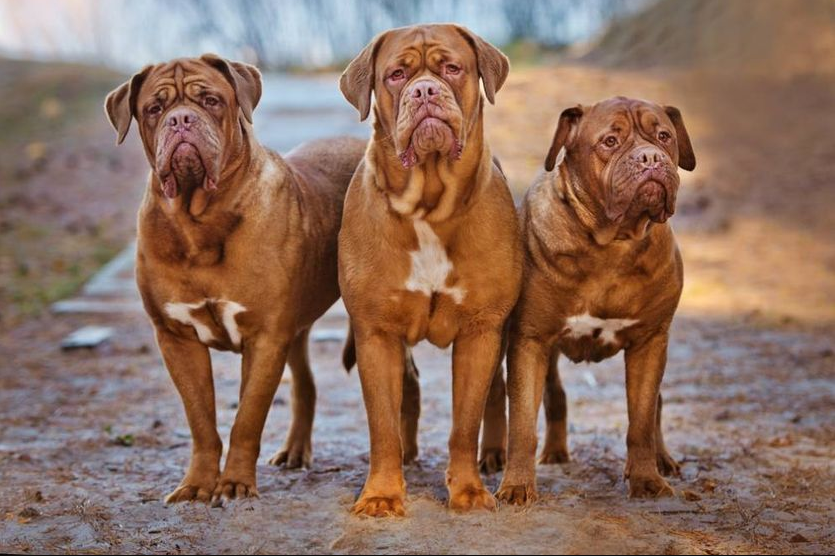 Les 30 races de gros chiens les plus aimés