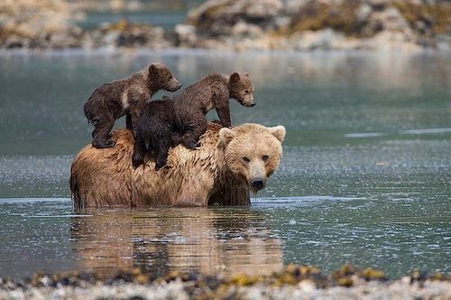 maman et deux oursons