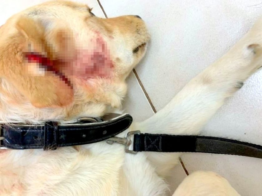 Un chien sur un lit de mort après une sévère agression et bastonnade