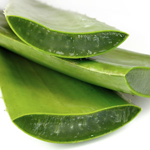 Aloe vera plante recommandée pour les peaux déshydratées