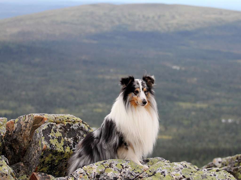 76b5a16f9a 50159824 berger shetland ida flickr chiens plus intelligents