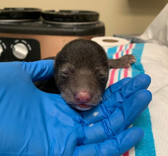 Screenshot 2020 02 17 Wildlife Center of Virginia sur Instagram On February 6 an infant male Black Bear cub patient 20 0... chien bébé ours
