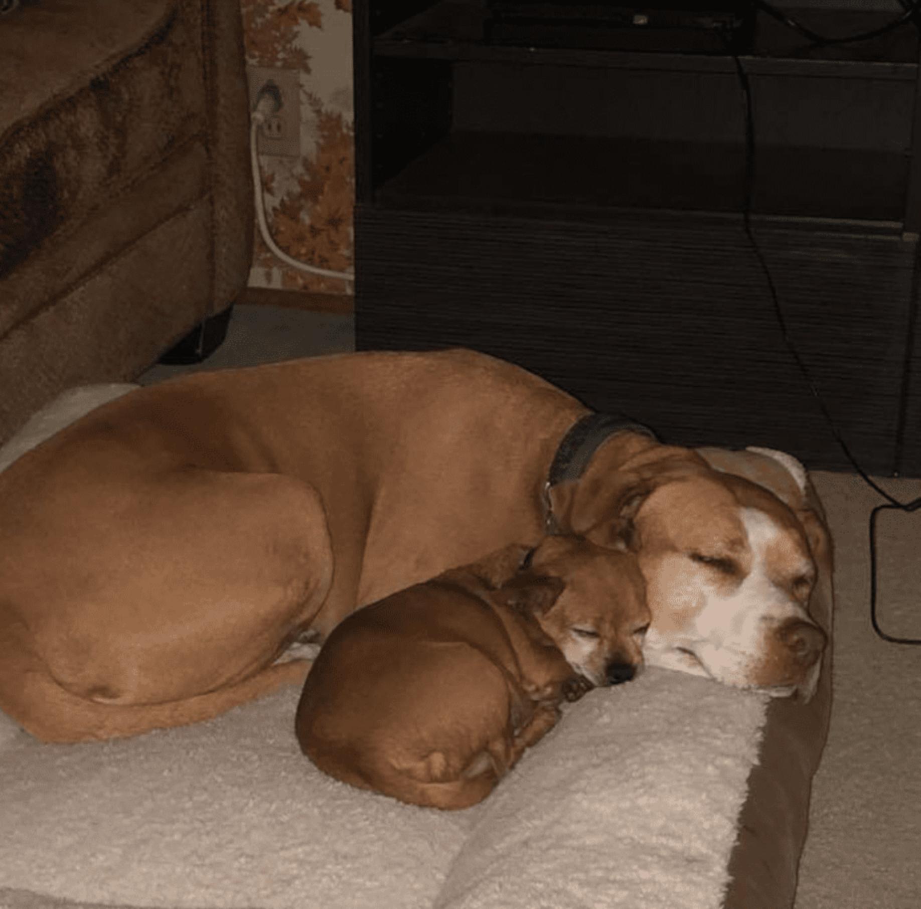 Pitbull a refusé de quitter le refuge sans son ami Chihuahua