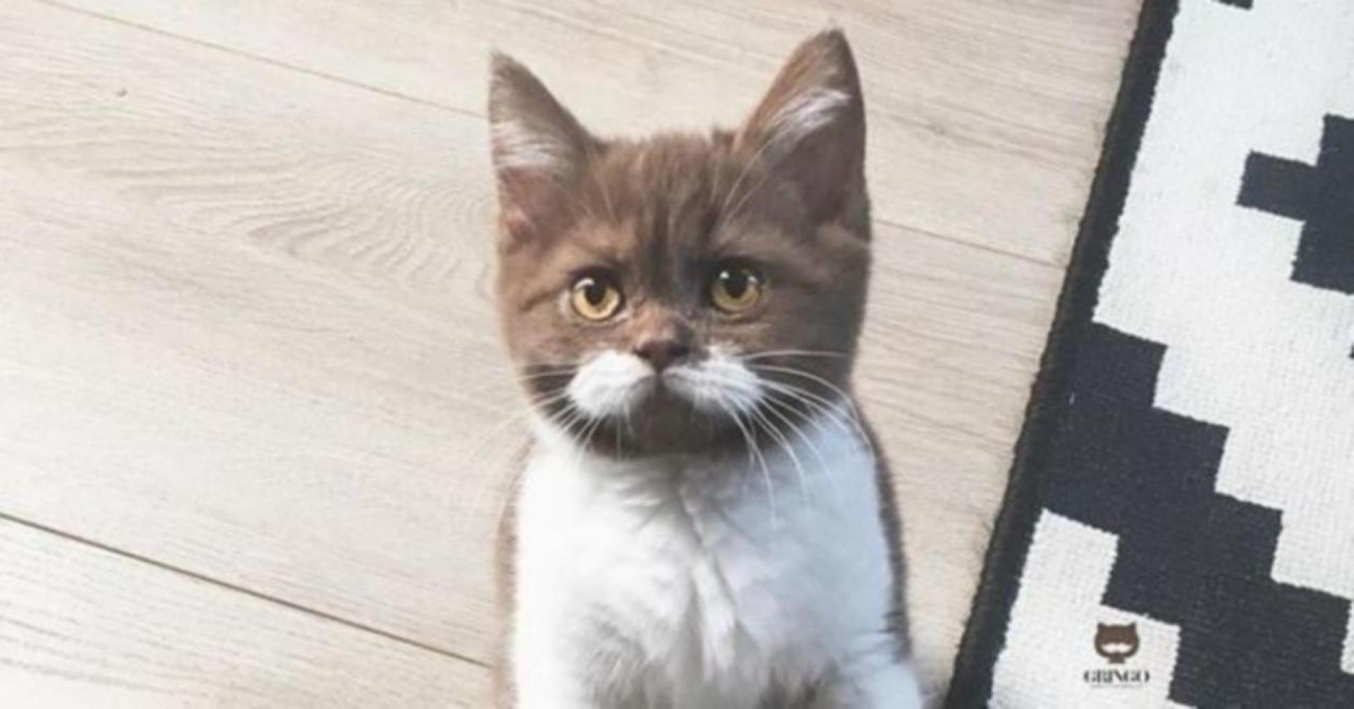 Un chat devient la star d'instagram grâce à sa moustache !