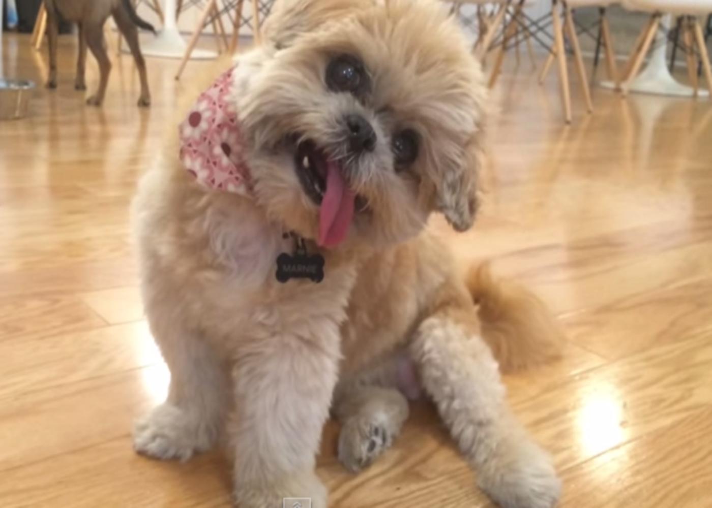 Marnie, le chien star d’Instagram, n’est plus