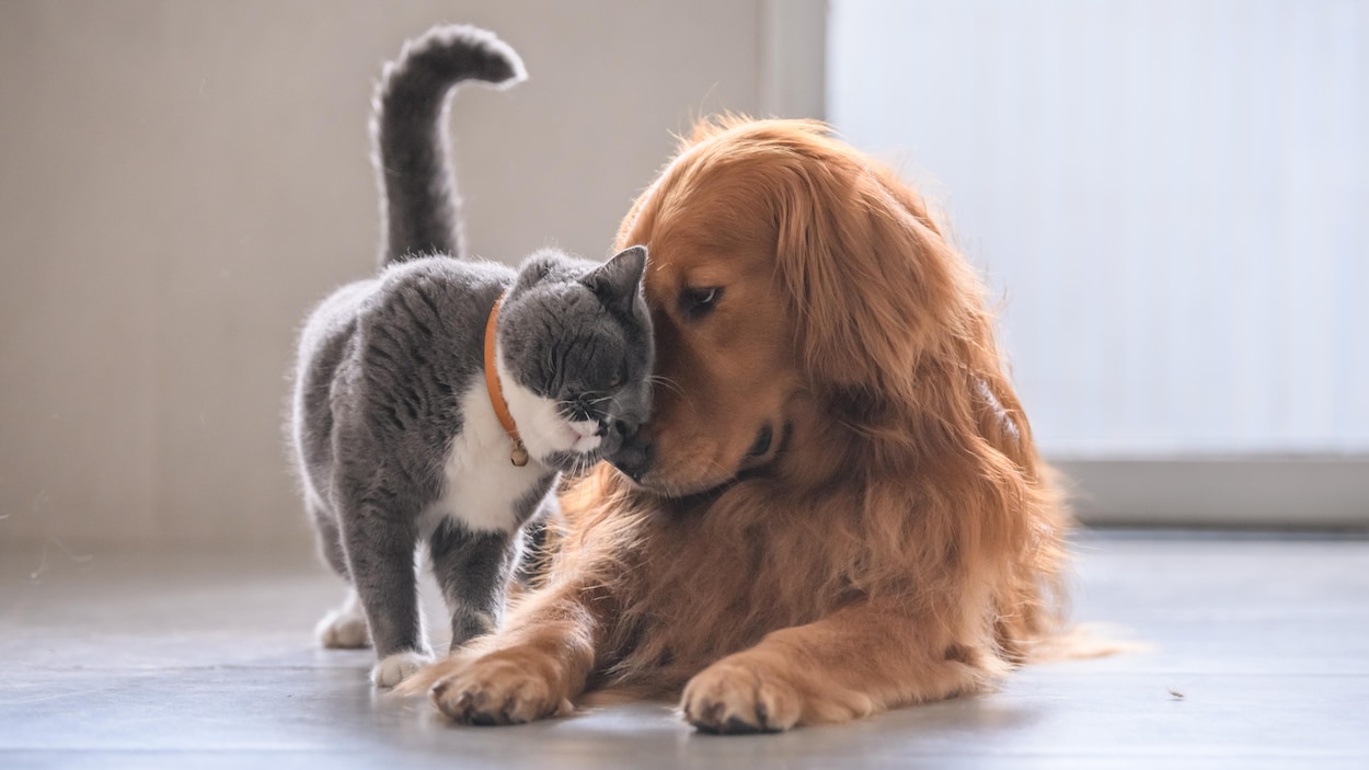 Les chats et chiens victimes de coronavirus