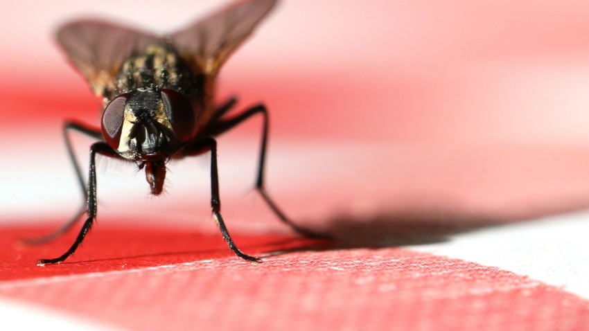 8 astuces naturelles pour se debarrasser des mouches dans la maison mouches
