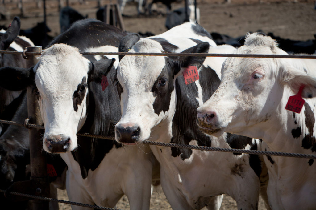 A suite scandale boeuf hormones lUnion europeenne avait interdit limportation viande bovine issue danimaux auxquels eleveurs avaient administre hormones croissance 0 1400 933 protéines vieillissent