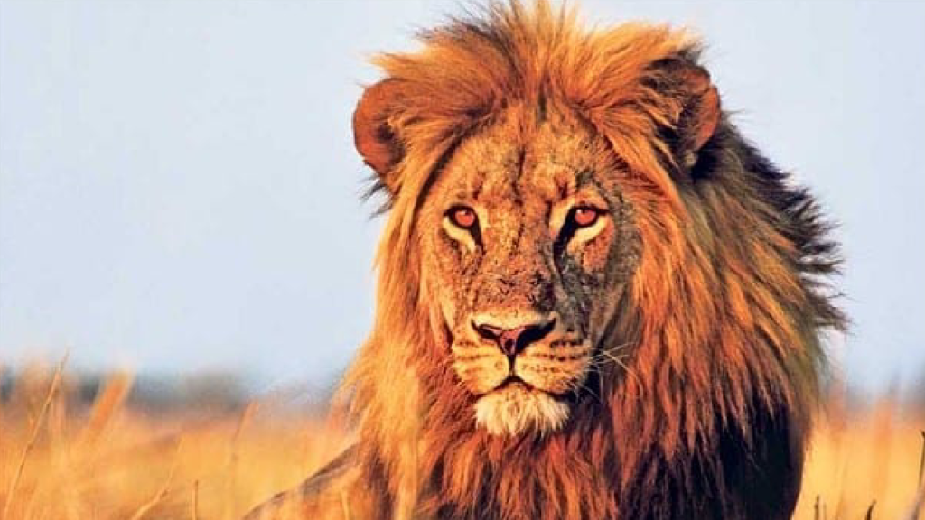 Le Lion d'Afrique