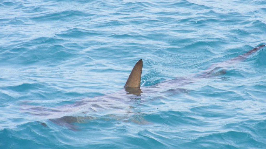 Des vacanciers surpris par la visite d'un requin bleu près d'une plage à Barcarès

