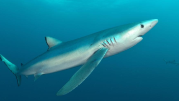 Des vacanciers surpris par la visite d'un requin bleu près d'une plage à Barcarès