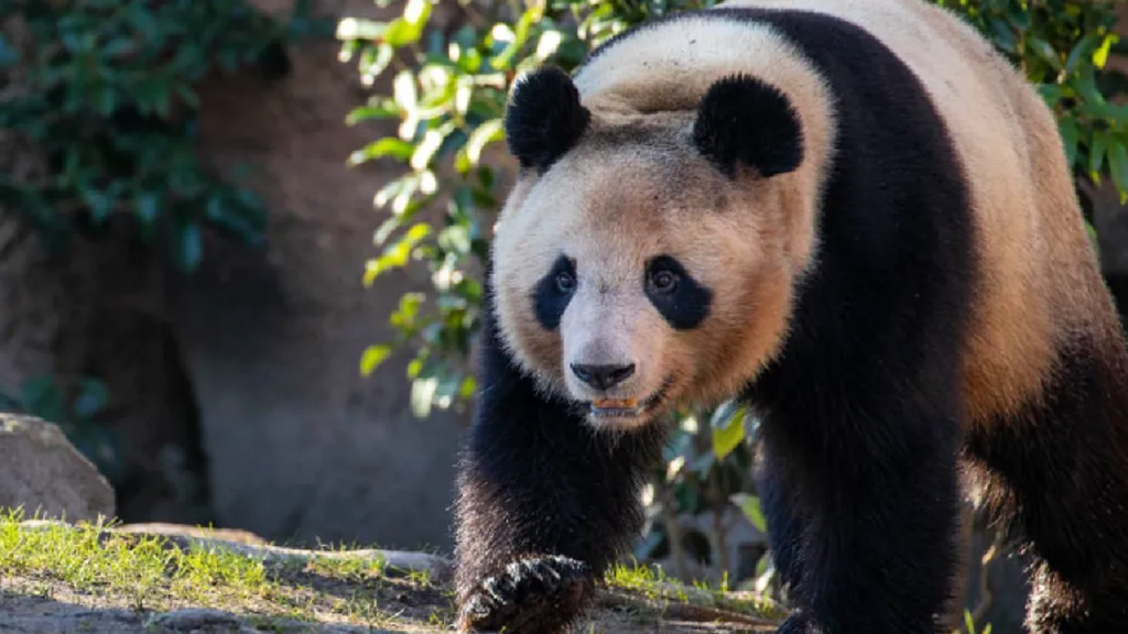 Yuan Meng, le panda géant