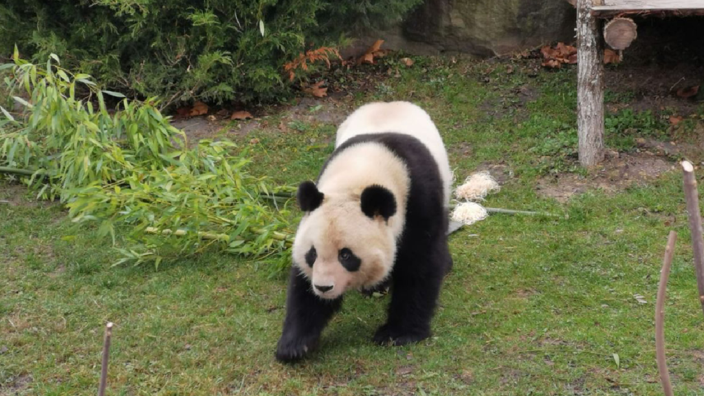 Yuan Meng, le panda géant